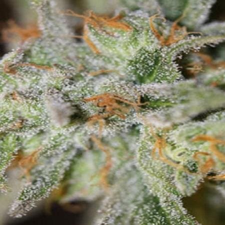 Jack Straw Regular Seeds