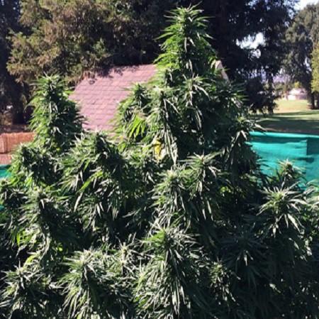 Ken's Honeydew Regular Seeds - 10