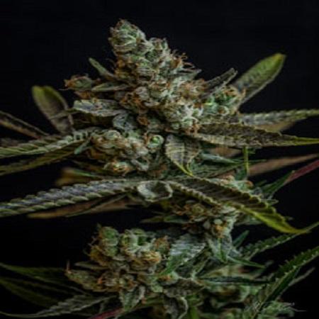 Professor Chaos Regular Seeds