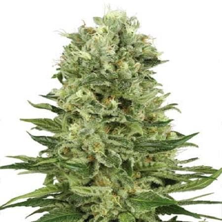 Skunk #1 Auto Feminised Seeds - White Lab