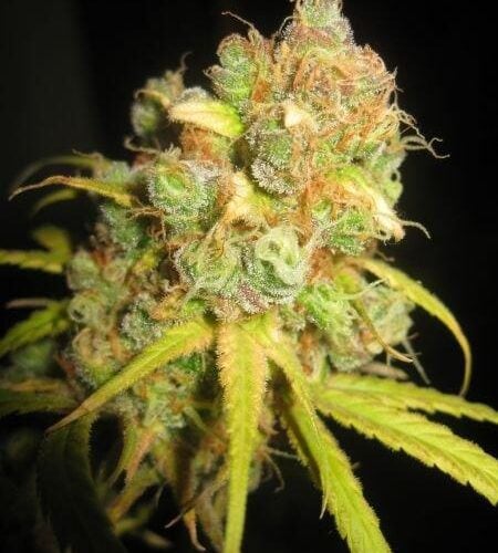 NL5 x Afghan Regular Seeds - 18