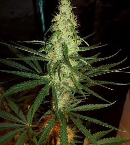 Pink Floyd Regular Seeds - 18