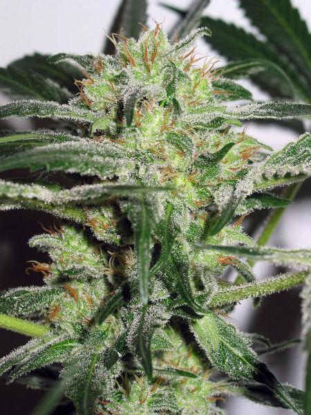 Ice Feminised Female Seeds - Image 2