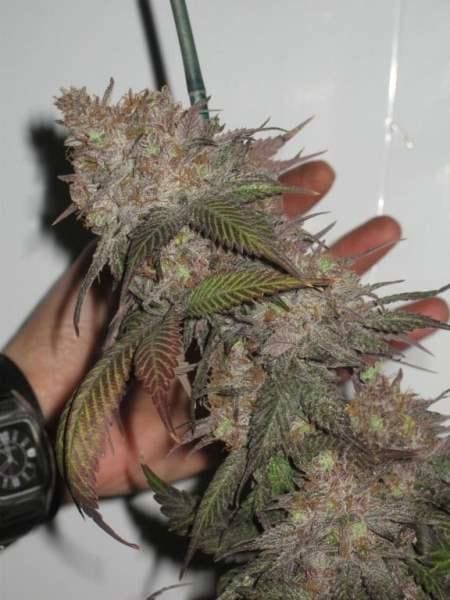 The Black Regular Seeds - 12