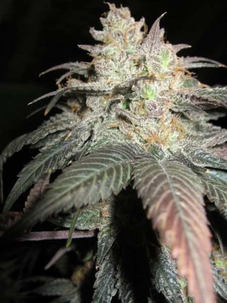 The Black Regular Seeds - 12 - Image 2