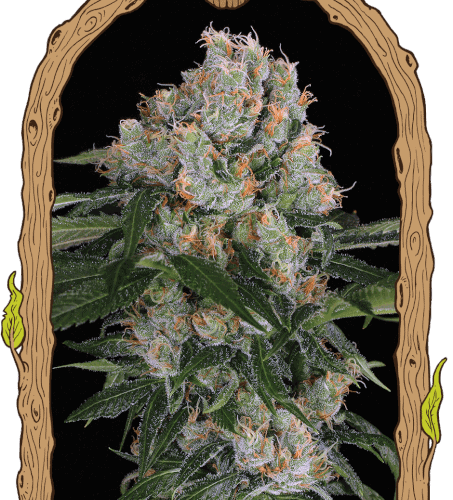 Artic Flurry Feminised Cannabis Seeds by Exotic Seed