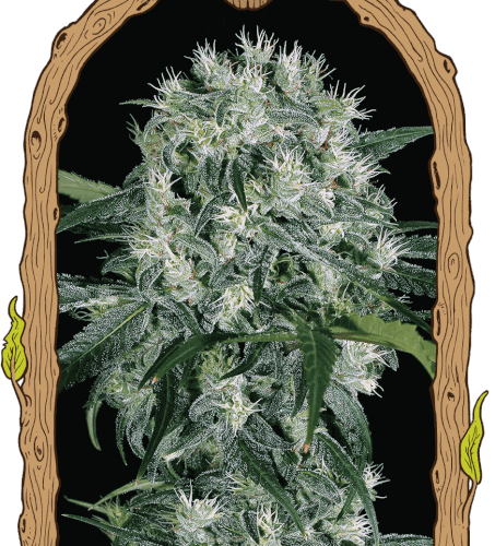 Pink Hokkaido Feminised Cannabis Seeds by Exotic Seed