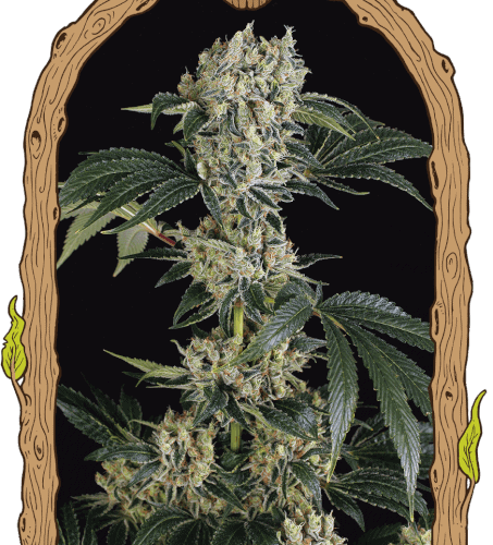 Sugar Larry Feminised Cannabis Seeds by Exotic Seed