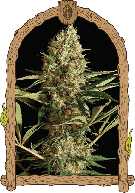 Strawberry Cube Auto Feminised Cannabis Seeds by Exotic Seed