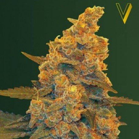 Blow Dream Auto Feminised Seeds