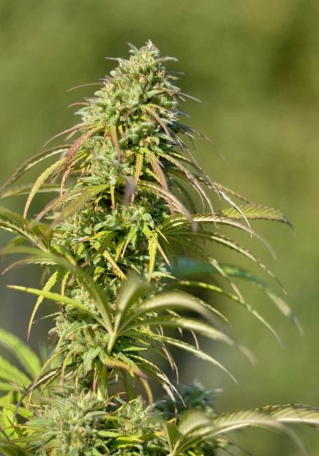 Demon AUTO Tao Regular Cannabis Seeds by Top Tao Seeds