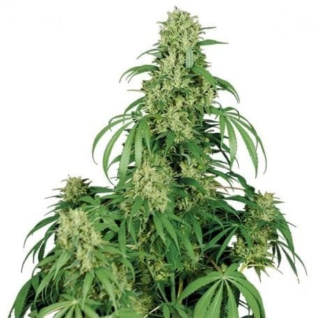 Calamity Jane Auto Feminised Seeds