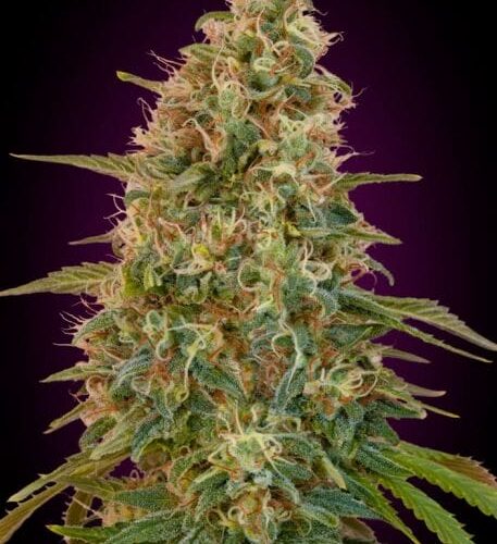 Zkittlez Auto Feminised Cannabis Seeds by Advanced Seeds