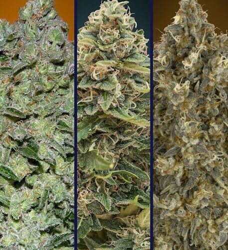 Collection #7 Auto Feminised Cannabis Seeds by Advanced Seeds