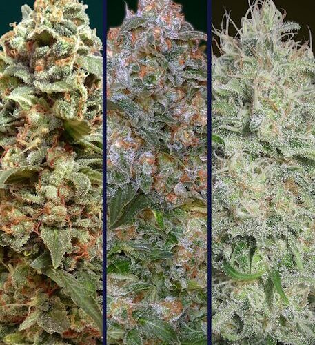 Collection #10 Feminised Cannabis Seeds by Advanced Seeds