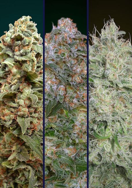 Collection #8 Feminised Cannabis Seeds by Advanced Seeds