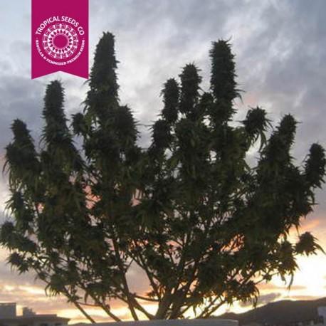 Ciskei Regular Seeds - Image 2