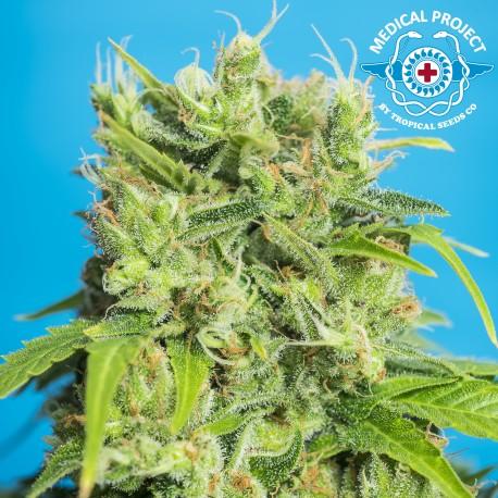 Heaven's Gate CBD Feminised Seeds - Image 2