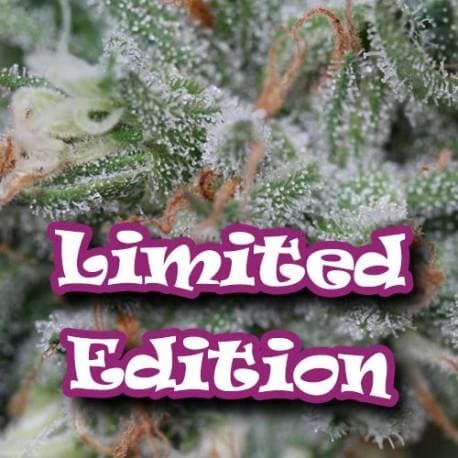 Original Diesel (Daywrecker) Feminised Seeds - 5