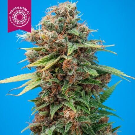 Smooth Smoke Regular Seeds - Image 2