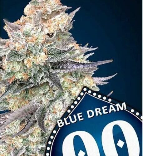 Blue Dream FAST Feminised Cannabis Seeds by 00 Seeds