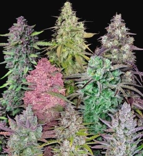 Fastbuds Mixed Pack Auto Feminised Cannabis Seeds by FastBuds