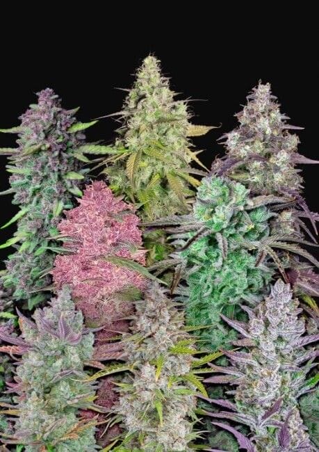 Fastbuds Mixed Pack Auto Feminised Cannabis Seeds by FastBuds