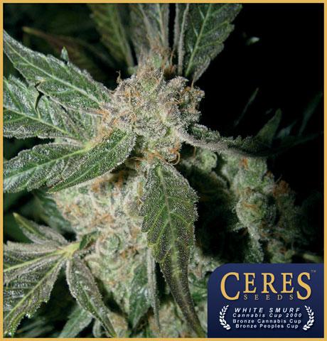 White Panther Feminised Seeds