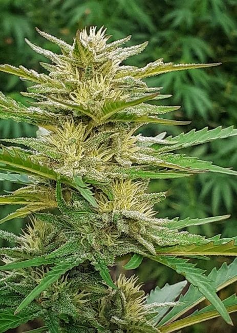 Demon AUTO Tao Regular Cannabis Seeds by Top Tao Seeds