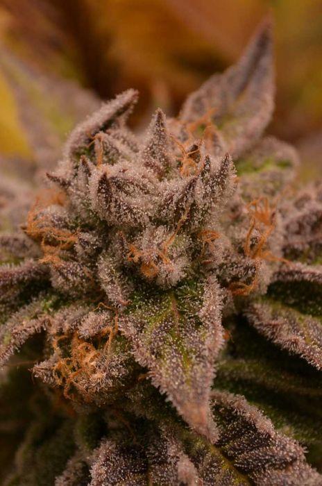 9 Pound Hammer Regular Seeds
