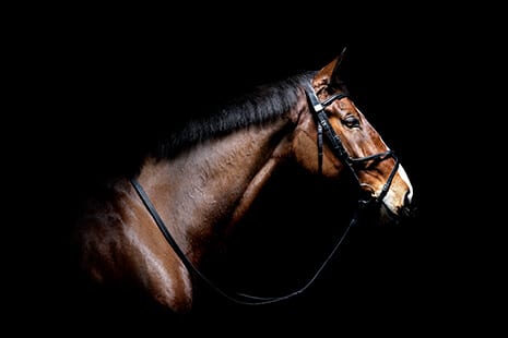 Hi Form Equine Stretch Header - Matthew Seed Photography