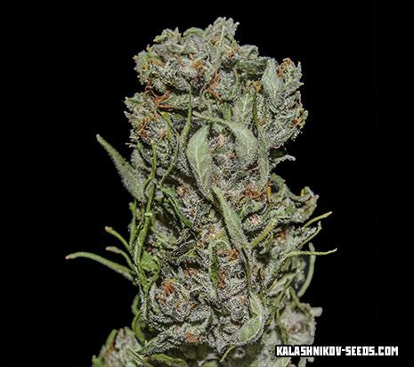 White Critical Express Feminised Seeds