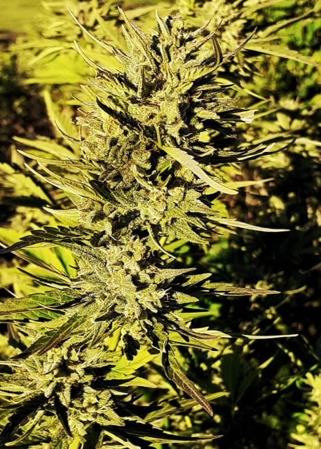 Demon AUTO Tao Regular Cannabis Seeds by Top Tao Seeds