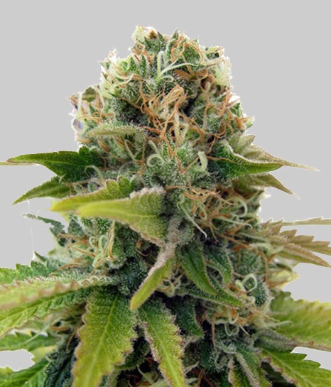 Blueberry Feminised Seeds