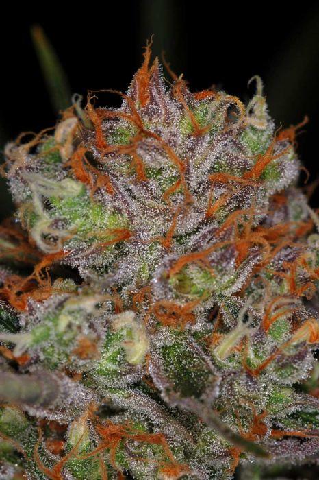 Brian Berry Cough Regular Seeds