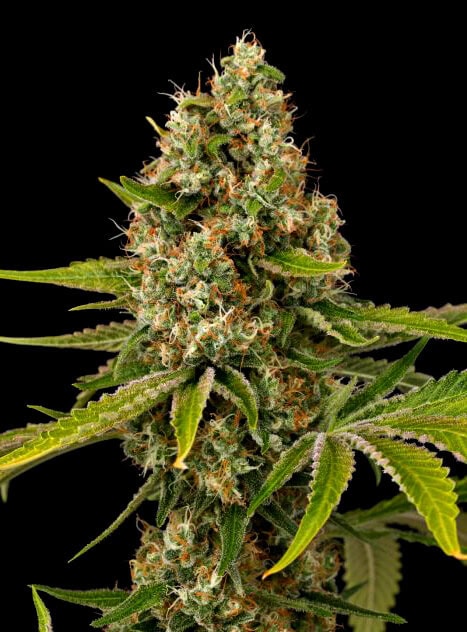 Black Cherry OG Regular Seeds - 10