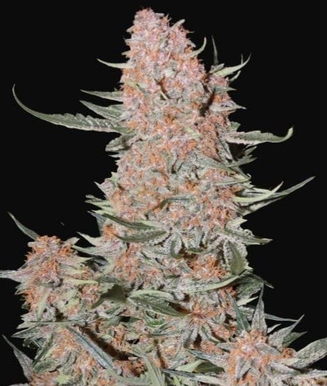 Ztrawberriez Auto Feminised Cannabis Seeds by FastBuds