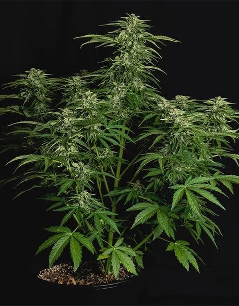 Apollo F1 Auto Feminised Cannabis Seeds by Royal Queen Seeds