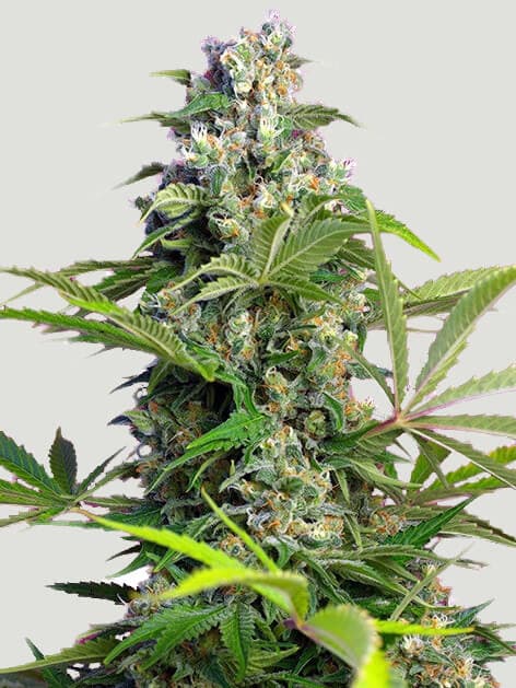 Gorilla Cookies Feminised cannabis seeds