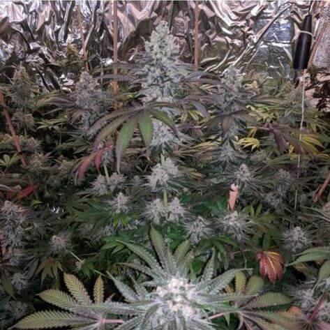 Melonaid Zkittlez Feminised Seeds - 6