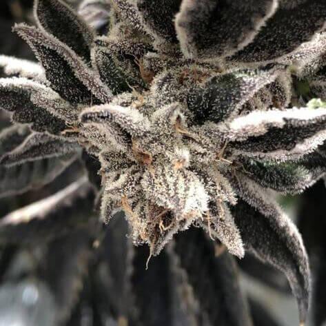 Punch The Cake Feminised Seeds - 6