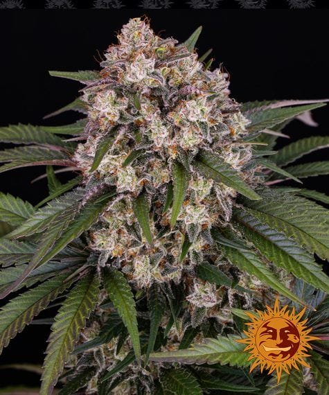 OG Kush Auto Feminised Cannabis Seeds by Barney's Farm