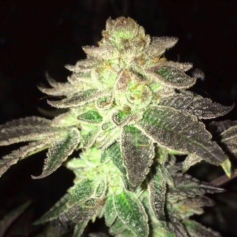 Gelato Feminised Seeds - 6