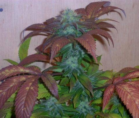 Breakout Regular Seeds - 12