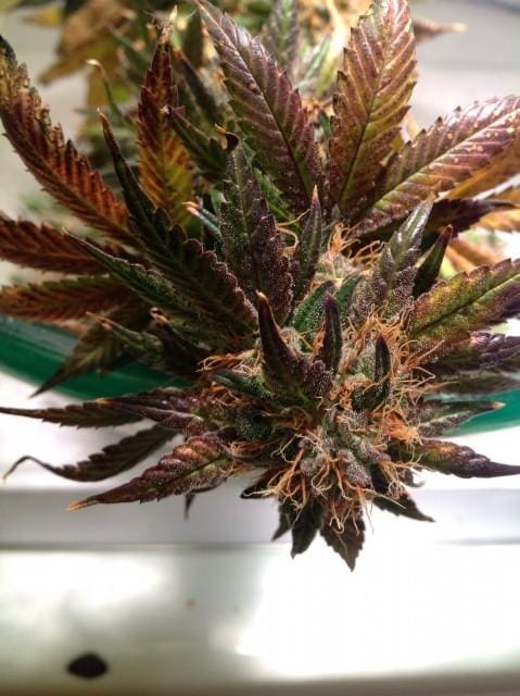 Purple Strawberry Bliss Feminised Seeds - 5 - Image 2