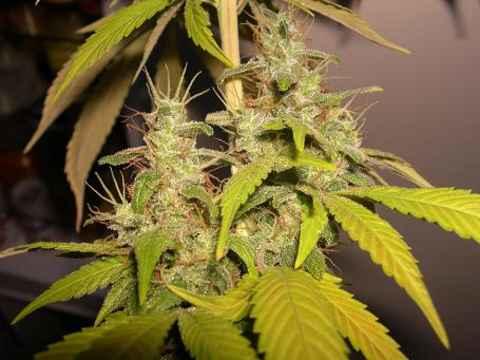 Sour Cream Regular Seeds