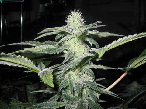 Sharksbreath Feminised Seeds