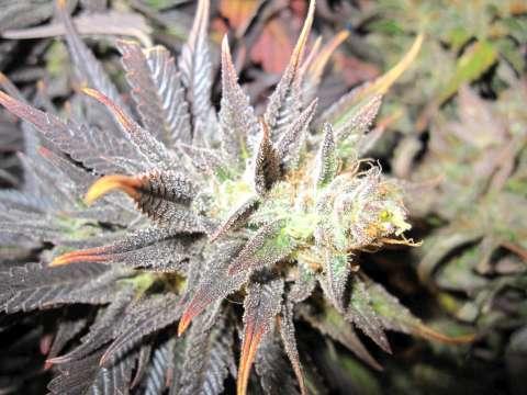 Thunder Bud Feminised Seeds - 6 - Image 2