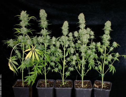 Chocolope Regular Seeds - Image 2