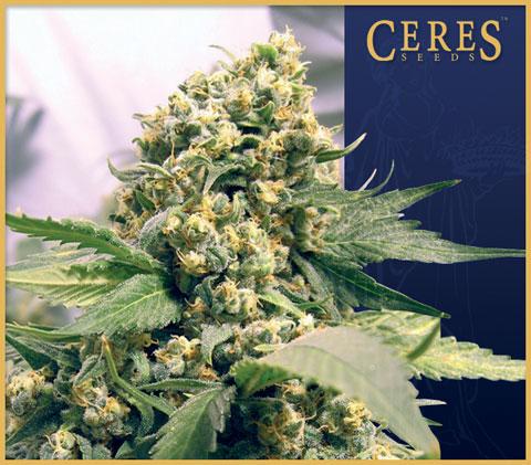 Northern Lights x Skunk #1 Feminised Seeds